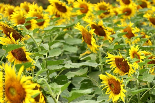 Fototapeta Naklejka Na Ścianę i Meble -  Sunflower field in tropical