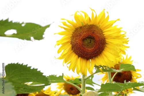 Fototapeta Naklejka Na Ścianę i Meble -  Sunflower field in tropical