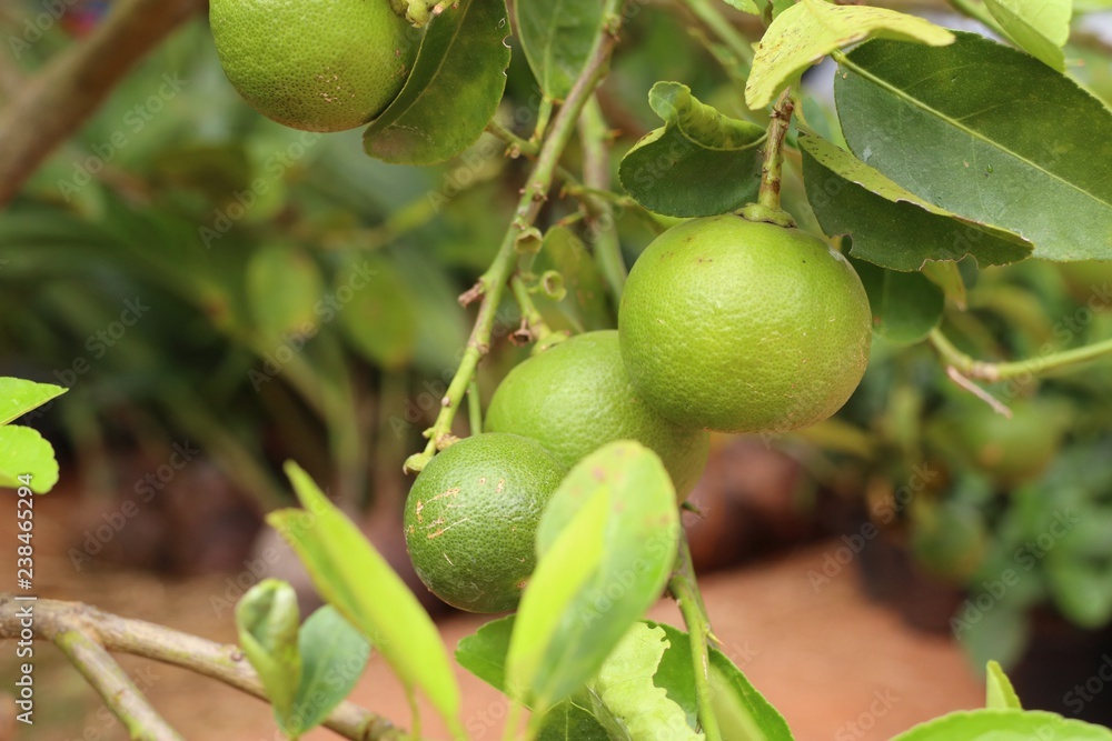 lemons tree in tropical lemons tree in tropical