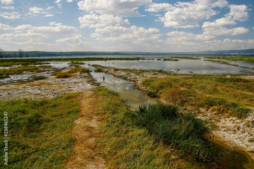 Colorful alage at the shores of Lake Nakuru  Rift Valley  Kenya