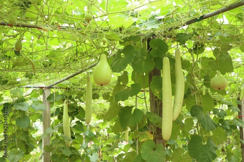winter melon in farm
