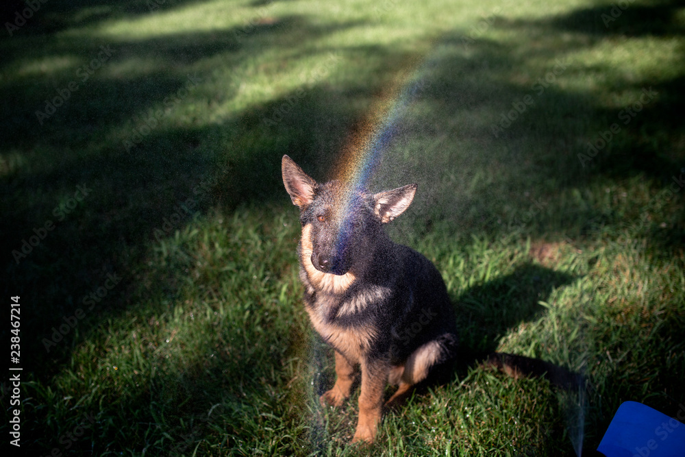 High angle view of German Shepherd sitting on grassy field at backyard High angle view of German Shepherd sitting on grassy field at backyard