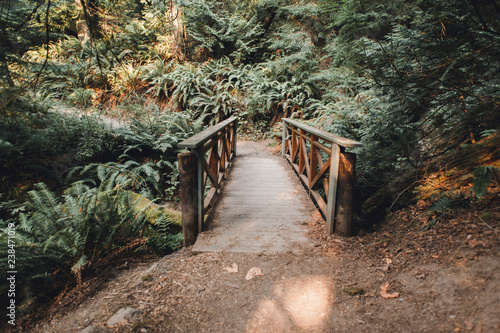 Footbridge amidst plants in forest photo