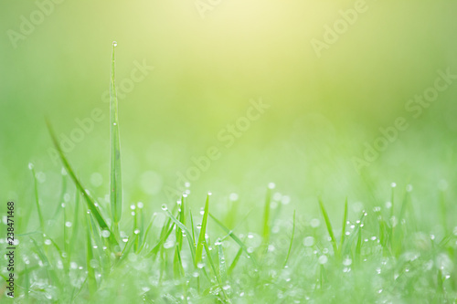 The golden light in the morning reflects the dew on the green grass in the field.
