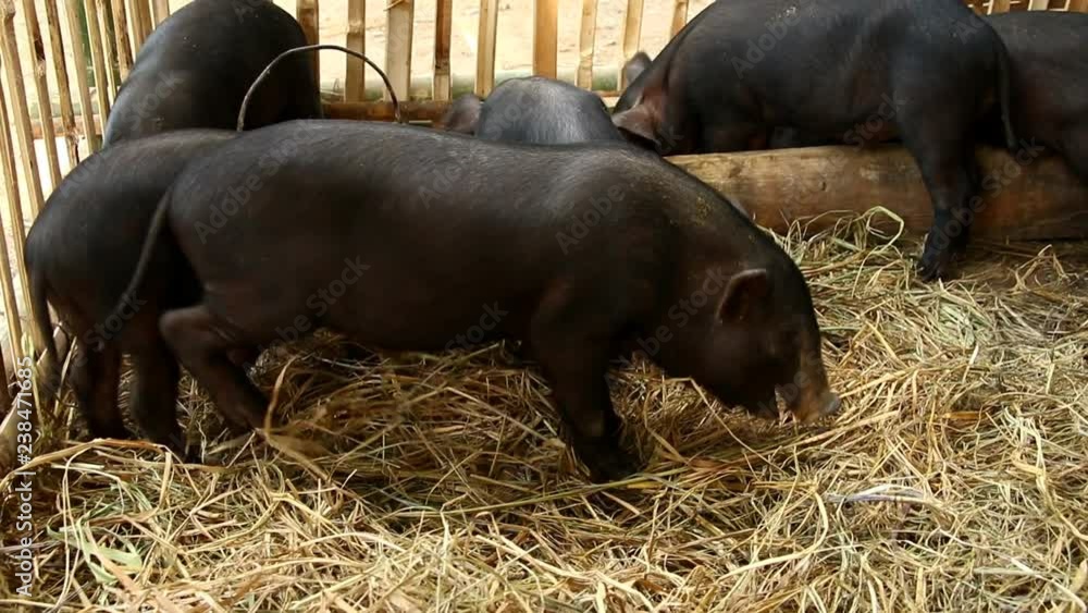 Baby black pigs in farm, Chiangmai Thailand
Baby black pigs in farm, Chiangmai Thailand