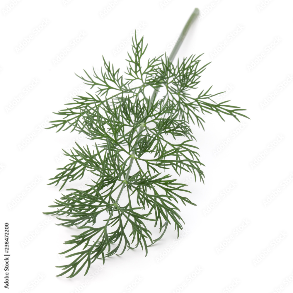 Close up shot of branch of fresh green dill herb leaves isolated on white background Close up shot of branch of fresh green dill herb leaves isolated on white background