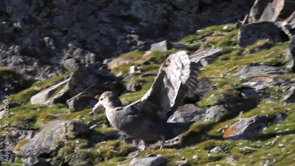 Giant Petrel walking In Antarctica Giant Petrel walking In Antarctica