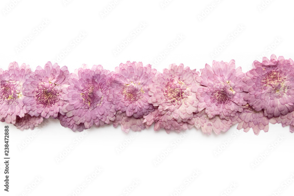 Pink flower background isolated on white. Abstract blooming flower. Pink flower background isolated on white. Abstract blooming flower.