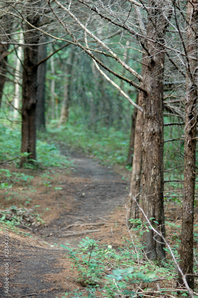 Pine Trail Pine Trail
