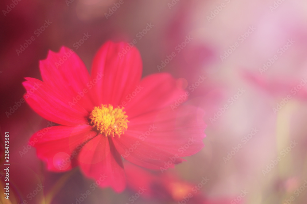 Red cosmos flower soft focusing with soft light.