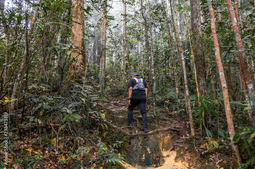 Mount Ledang Trail, Johor, Malaysia. Selective focus