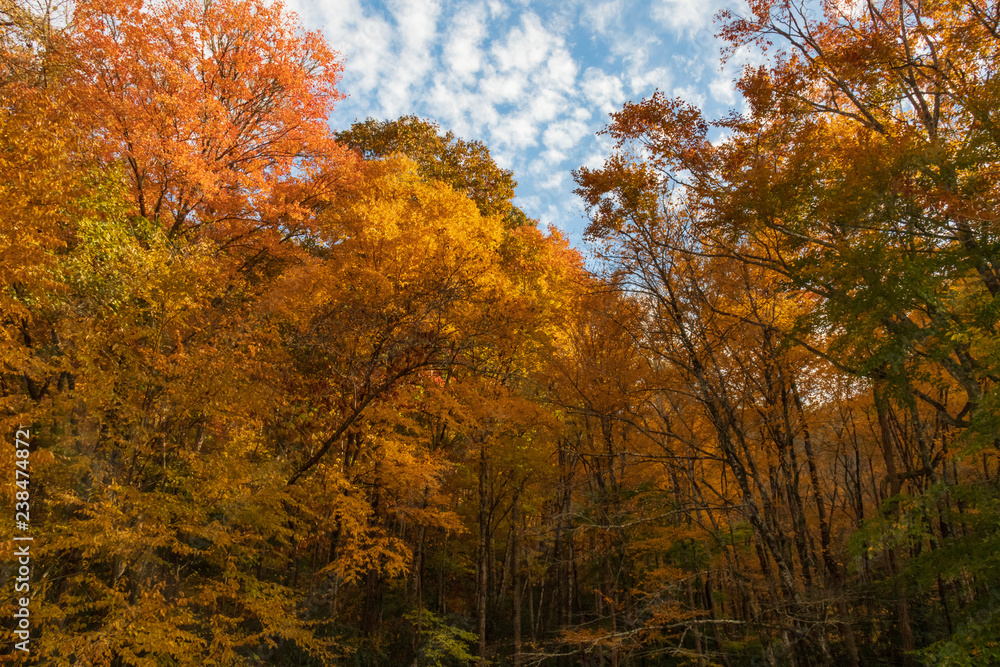 Treetops in fall colors with blue sky background and clouds