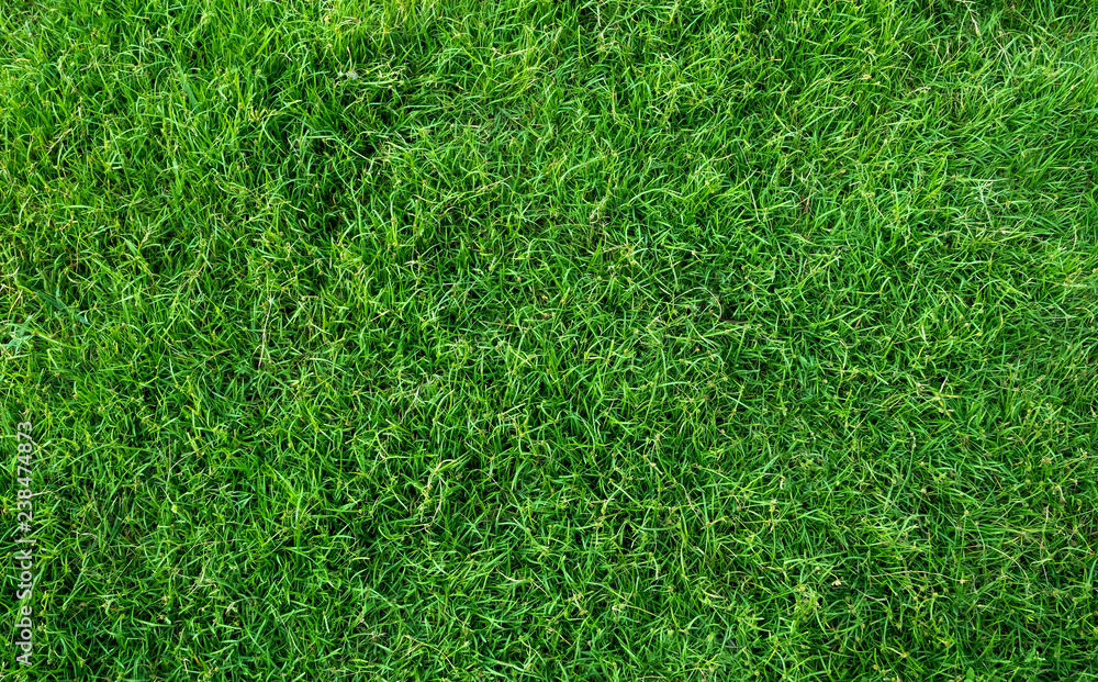 Green grass texture for background. Green lawn pattern and texture background. Green grass texture for background. Green lawn pattern and texture background.
