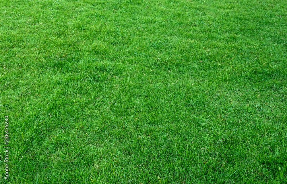 Background of green grass field. Green grass pattern and texture. Background of green grass field. Green grass pattern and texture.