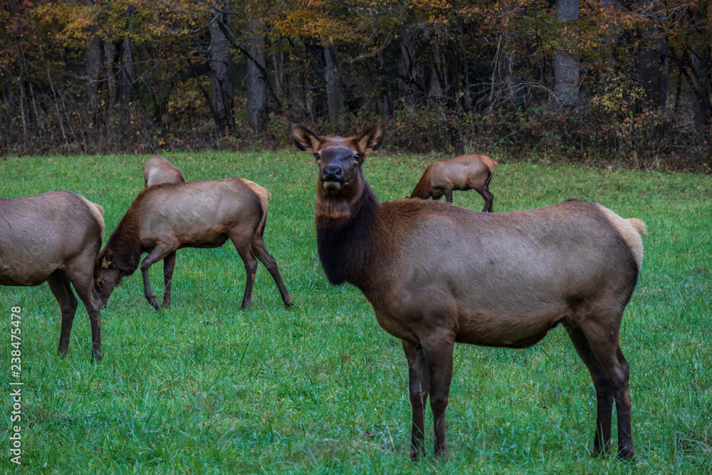 Wild Elk Herd in Oconoluftee, Great Smoky Mountains National Park Wild Elk Herd in Oconoluftee, Great Smoky Mountains National Park