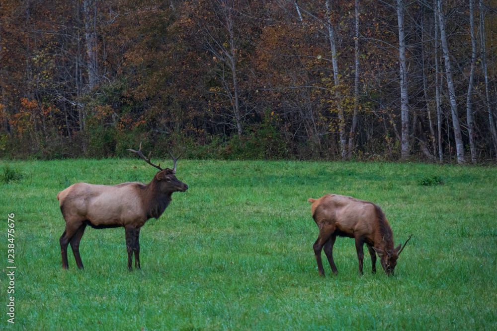 Fototapeta premium Wild Elk Herd in Oconoluftee, Great Smoky Mountains National Park