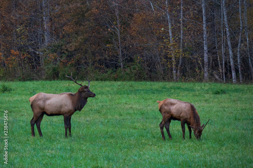 Wild Elk Herd in Oconoluftee, Great Smoky Mountains National Park