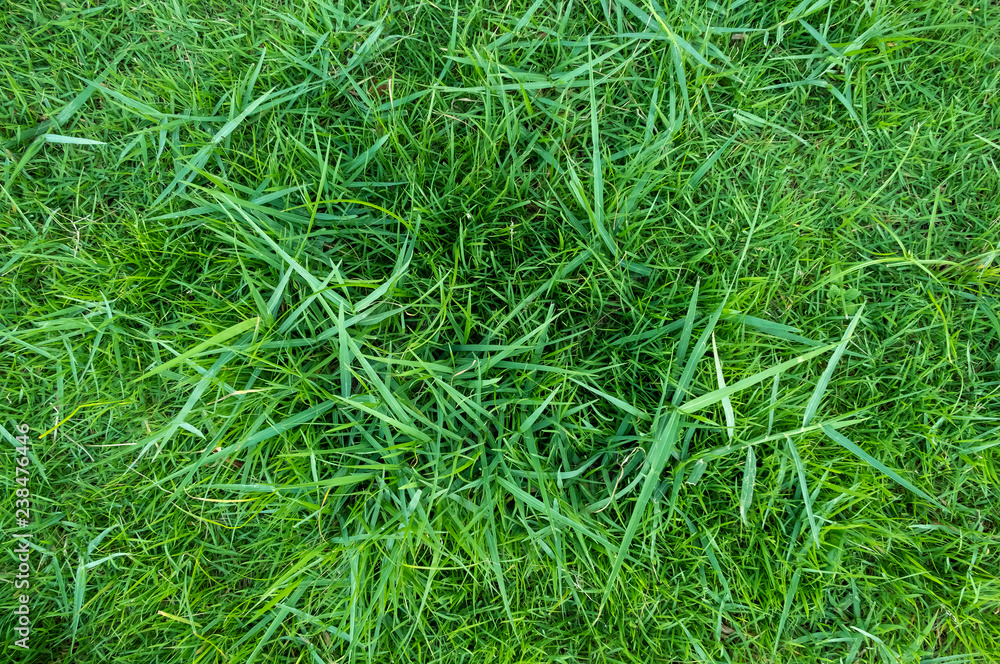 Green grass texture for background. Green lawn pattern and texture background. Green grass texture for background. Green lawn pattern and texture background.