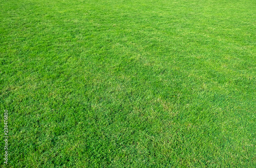 Background of green grass field. Green grass pattern and texture.