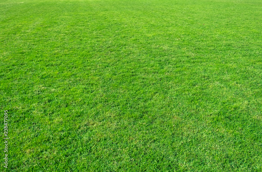 Background of green grass field. Green grass pattern and texture.