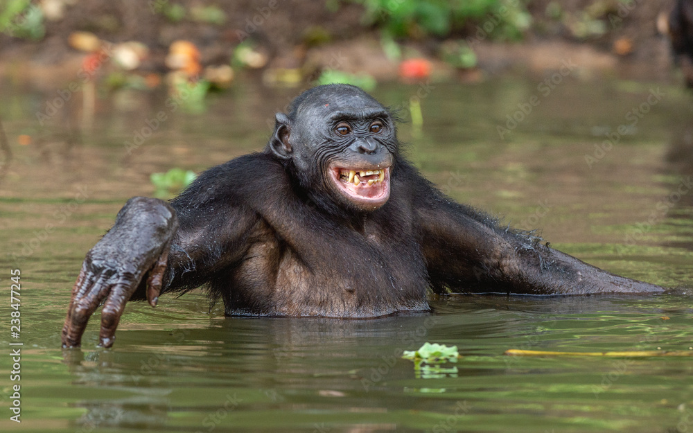 Smiling Bonobo in the water. Natural habitat. The Bonobo ( Pan paniscus), called the pygmy chimpanzee. Democratic Republic of Congo. Africa