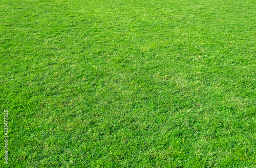 Background of green grass field. Green grass pattern and texture.