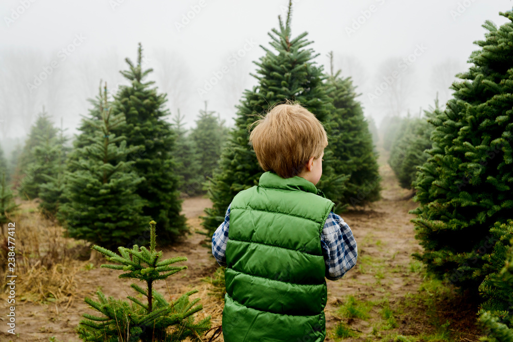 Rear view of baby boy standing on field at Christmas tree farm during foggy weather Rear view of baby boy standing on field at Christmas tree farm during foggy weather