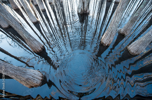 High angle view of trees in cypress swamp at Pine Log State Forest photo