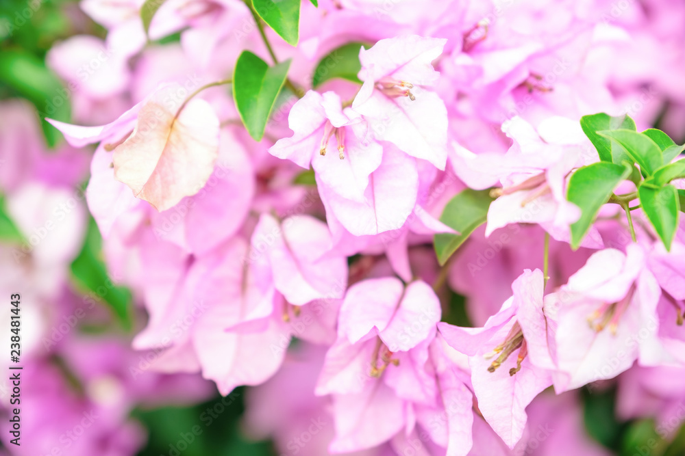 Fototapeta premium White pink bougainvillea flowers