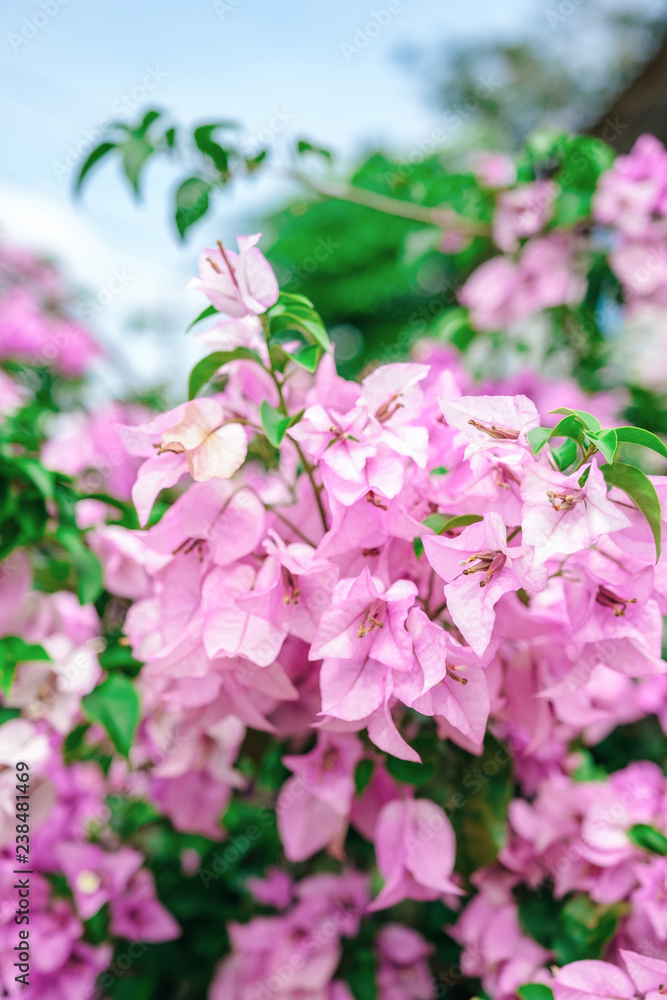 White pink bougainvillea flowers White pink bougainvillea flowers