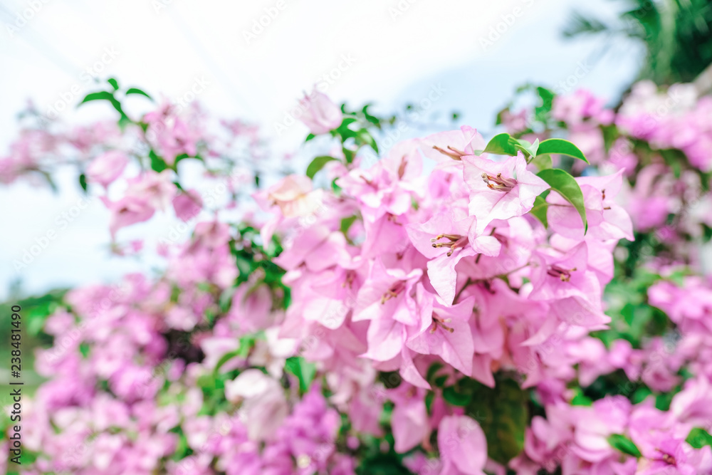 White pink bougainvillea flowers