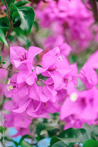 Pink bougainvillea flowers