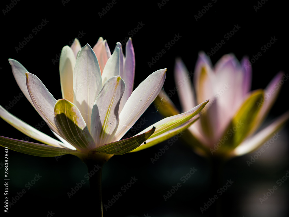 Fototapeta premium Close up of lotus flowers sitting on a pond