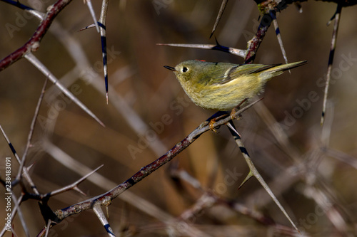 Ruby-Crowned Kinglet (Regulus calendula) perched in thorny tree photo