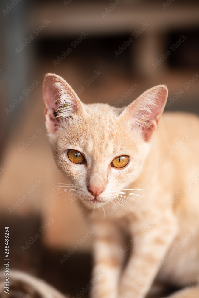Ginger cat with yellow eyes, cute pet at home