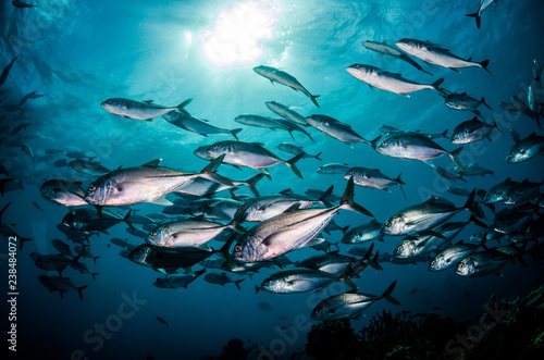 Huge school of silver fish swimming together
