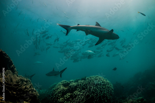 Grey reef sharks swimming together with a school of fish in between © Aaron