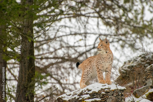 Young SIberian Lynx Standing atop a Rock in front of Pines in Winter photo