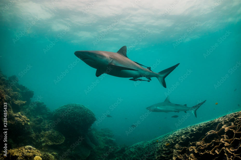 Obraz premium Grey reef sharks swimming together