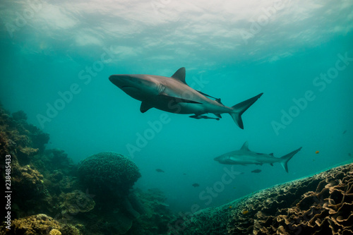 Grey reef sharks swimming together
