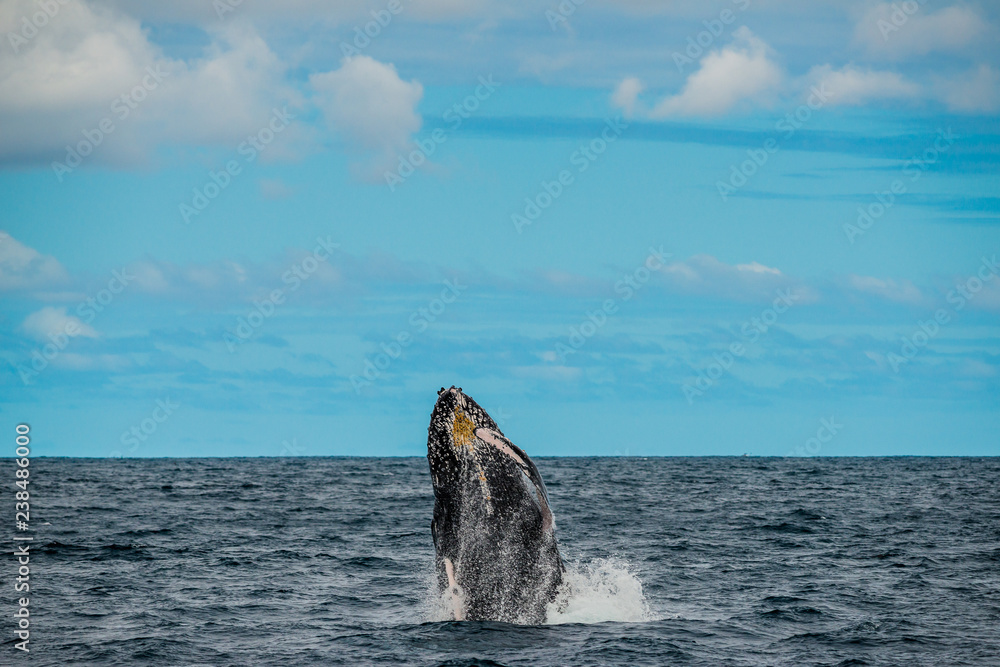 Fototapeta premium Humpback whale breaching out of the ocean