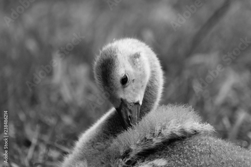 A gosling,  a baby goose resting on grass. perfect for a logo.