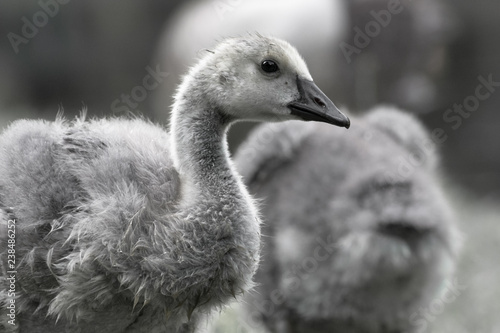 A baby goose, young gosling feeding by water and pond in black and white