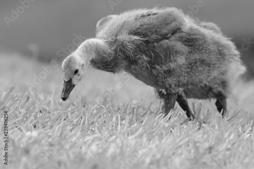 lonley baby goose, gosling feeding around the lake.