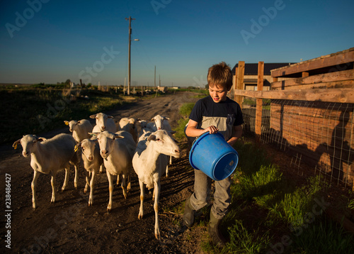 Boy with blue bucket and sheep walking on dirt road