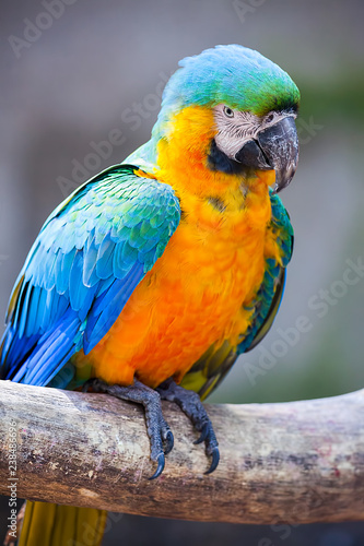Papagei, Ara © topshots