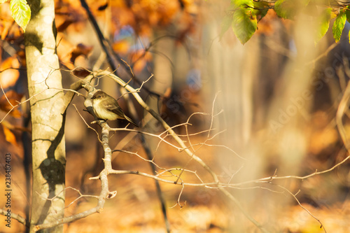 A green warbler finch on a branch in sunlight. Another song bird of Georgia.