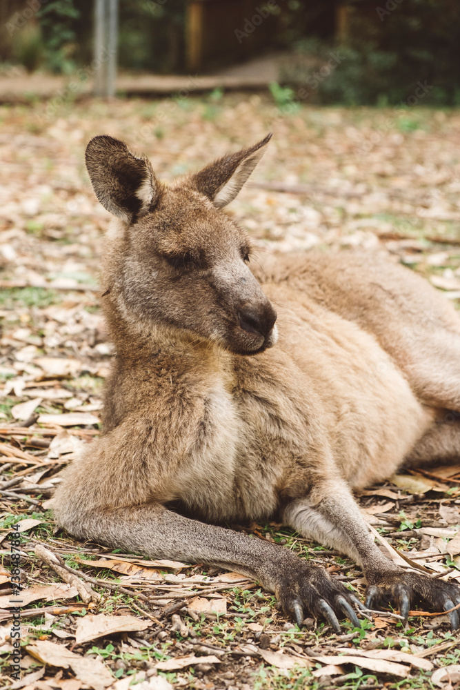Close-up of kangaroo lying on field in forest Close-up of kangaroo lying on field in forest