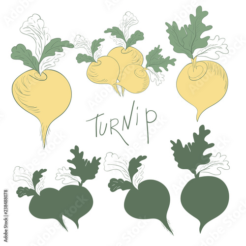 Turnip. Set. Color image and the silhouette. Sketch.