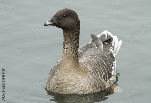 A pretty Pink-footed Goose (Anser brachyrhynchus) swimming on a lake in the UK.	 photo